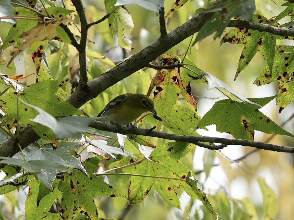 Yellow-throated Vireo - ML624165484