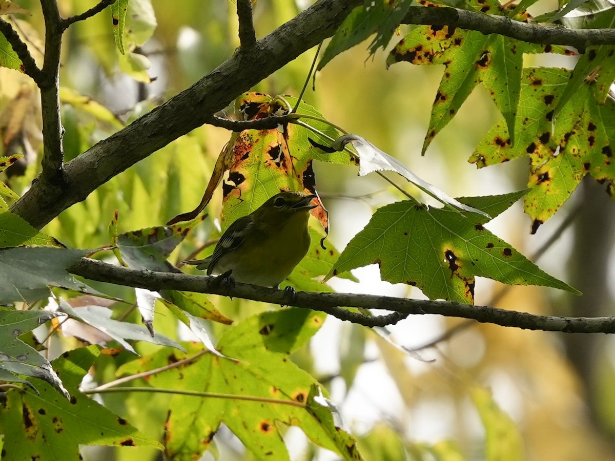 Yellow-throated Vireo - ML624165485