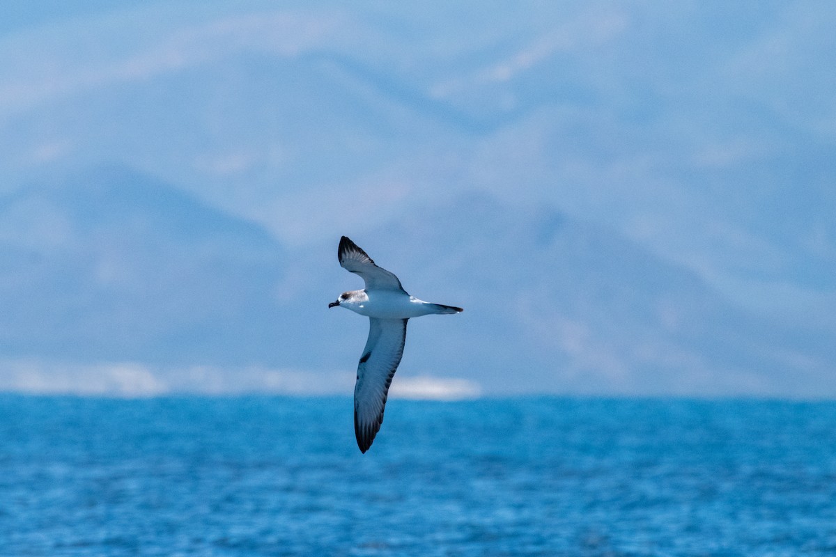 Petrel de las Juan Fernández - ML624165507