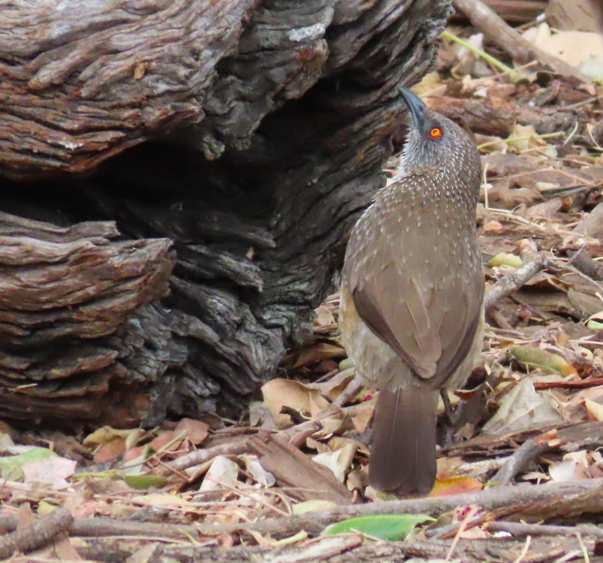 Arrow-marked Babbler - ML624165514