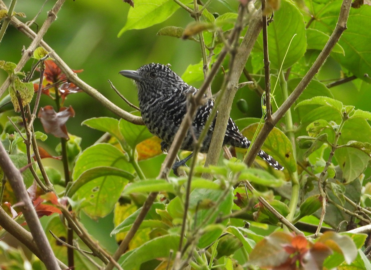 Bar-crested Antshrike - ML624165522