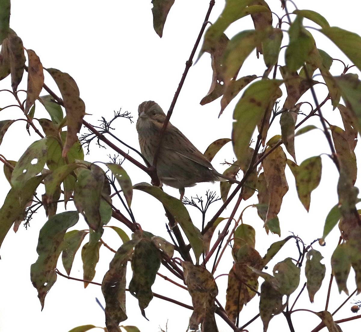 Lincoln's Sparrow - ML624165531