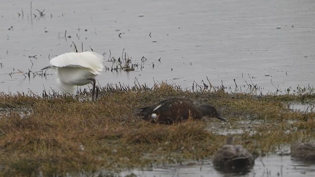 Little Egret - ML624165606