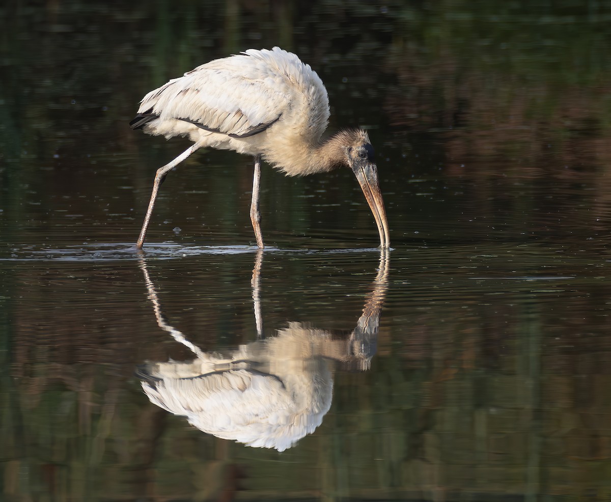 Wood Stork - ML624165620