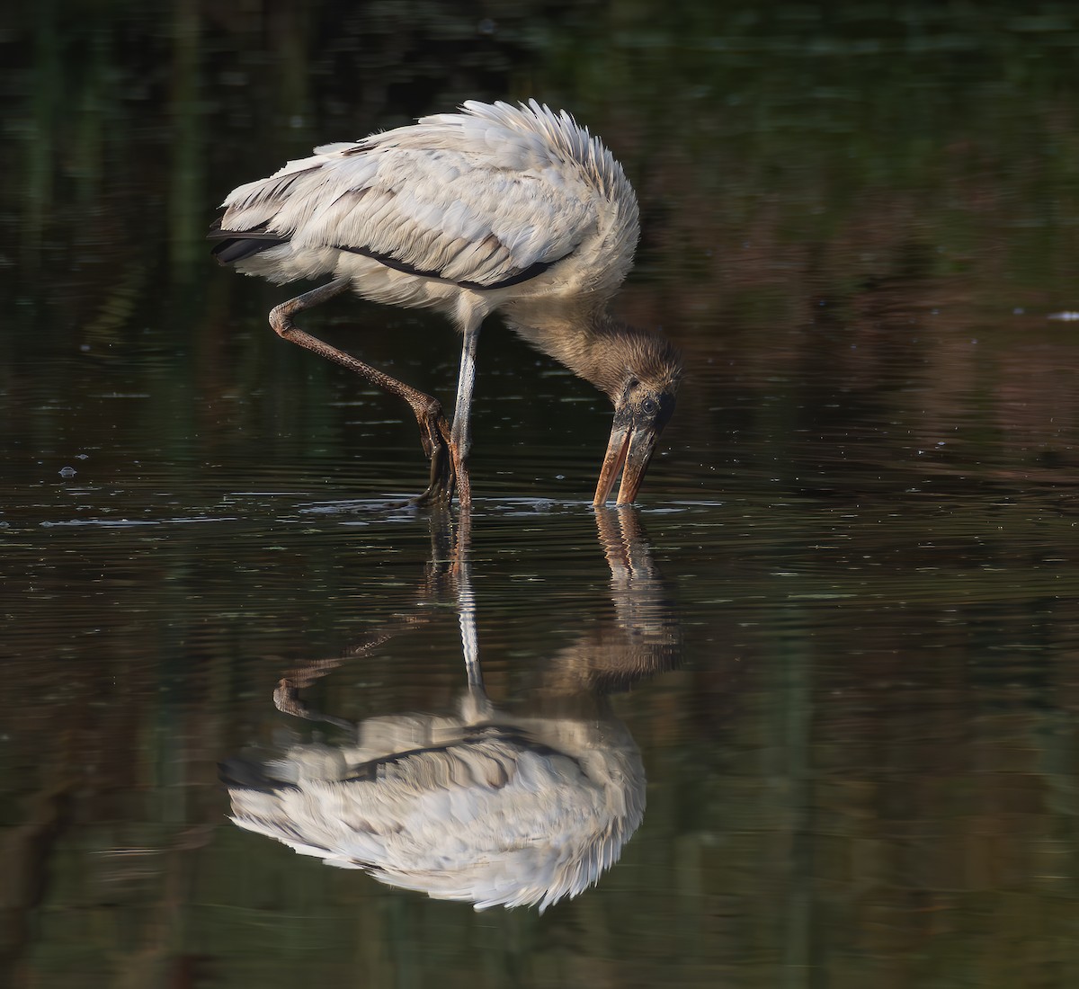 Wood Stork - ML624165621