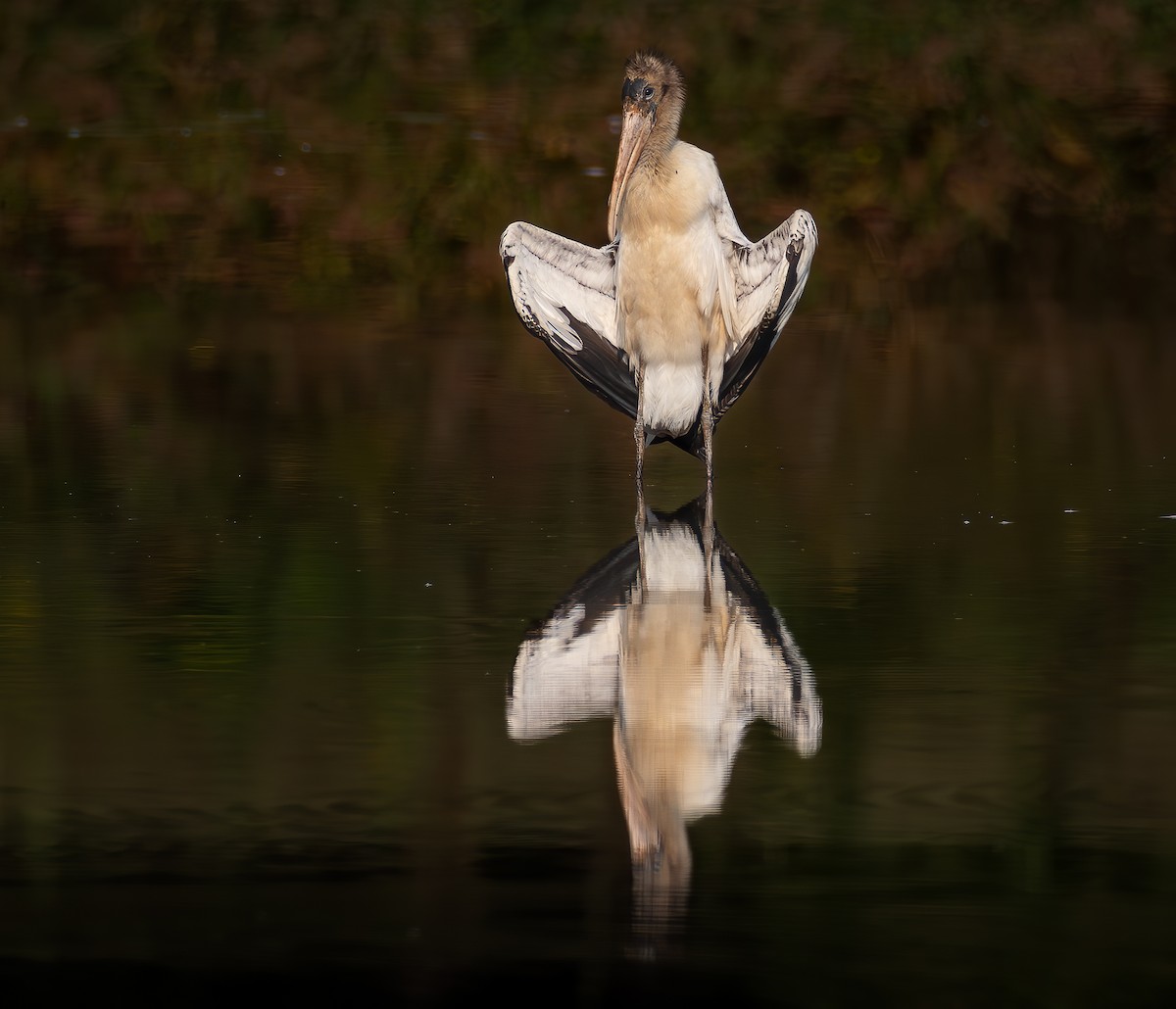 Wood Stork - ML624165622