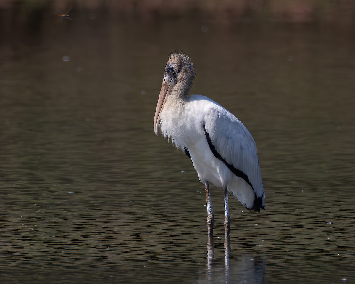 Wood Stork - ML624165623