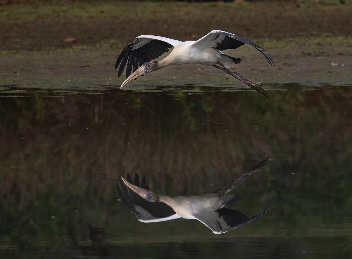 Wood Stork - ML624165625