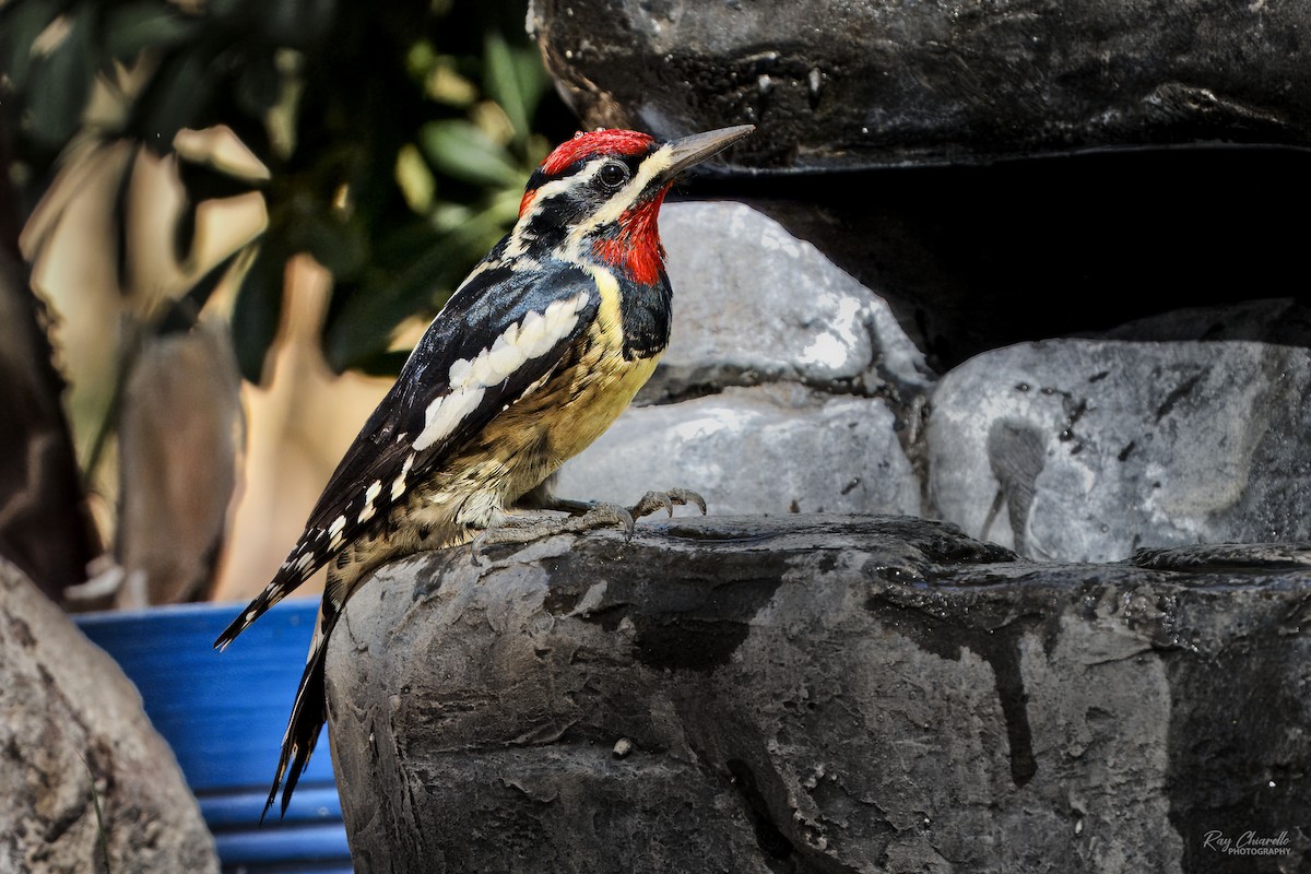 Red-naped Sapsucker - ML624165638