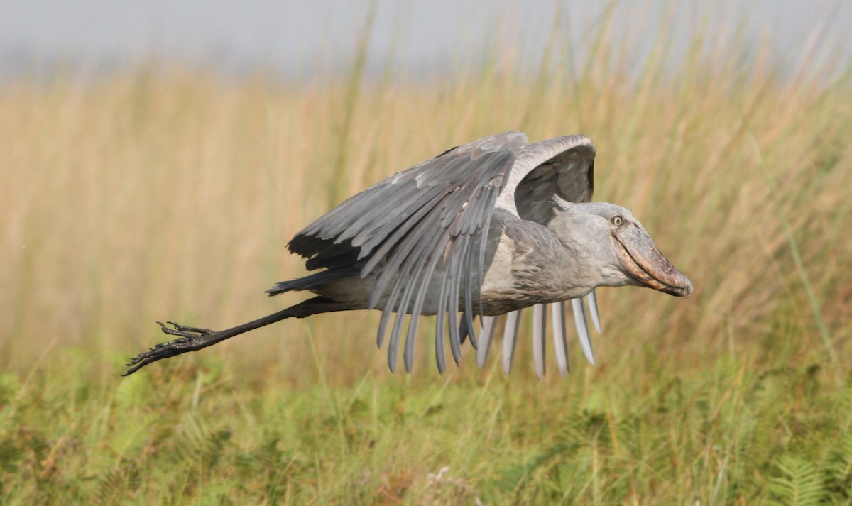 Shoebill - ML624165649