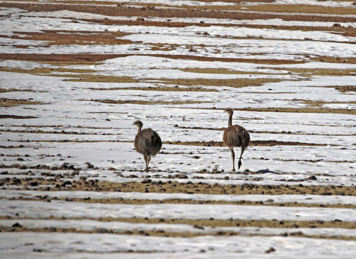 Lesser Rhea (Puna) - ML624165654