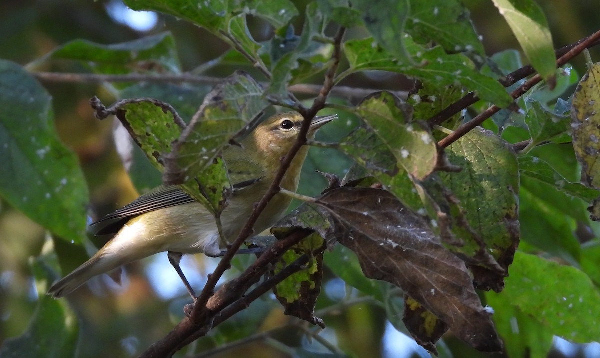 Tennessee Warbler - ML624165695