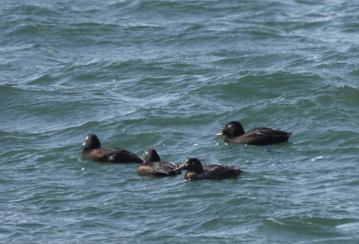 White-winged Scoter - Michelle Bélanger