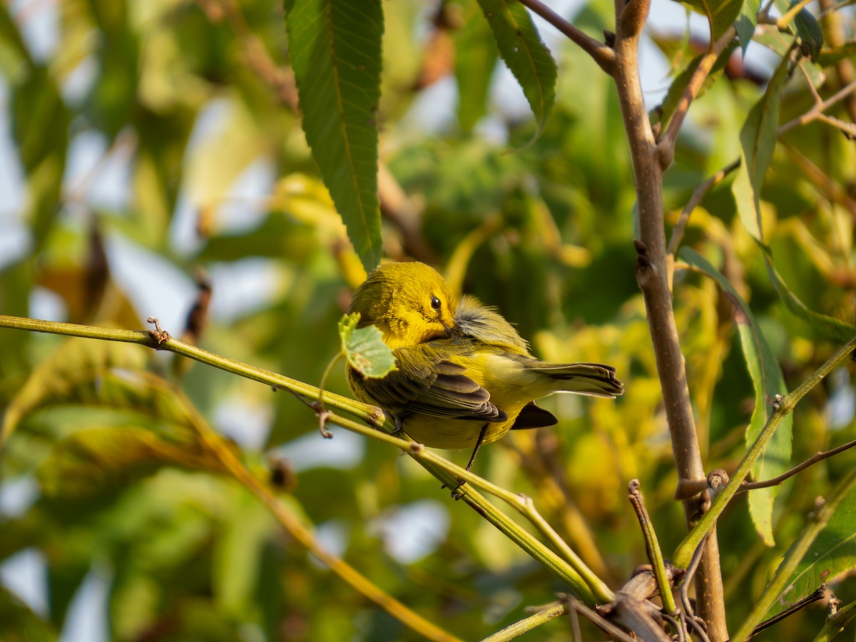 Prairie Warbler - Aidan Tagami