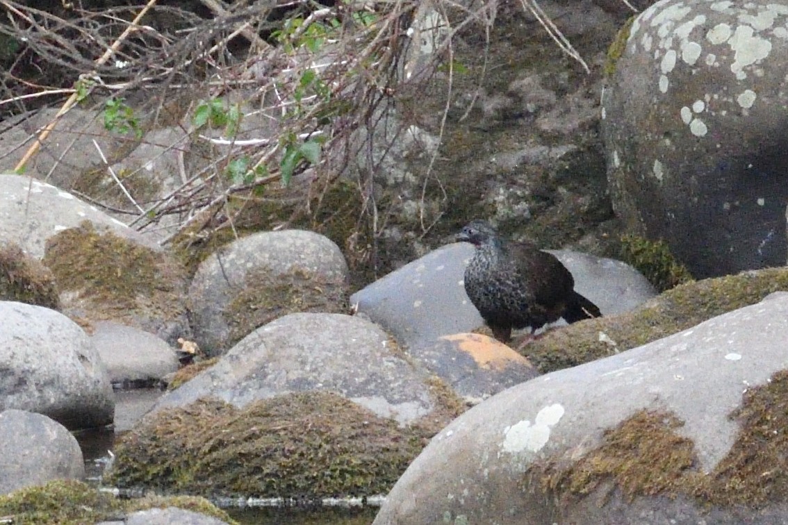 Andean Guan - ML624165832