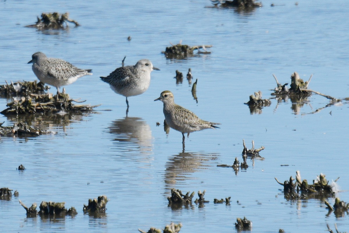 American Golden-Plover - ML624165840