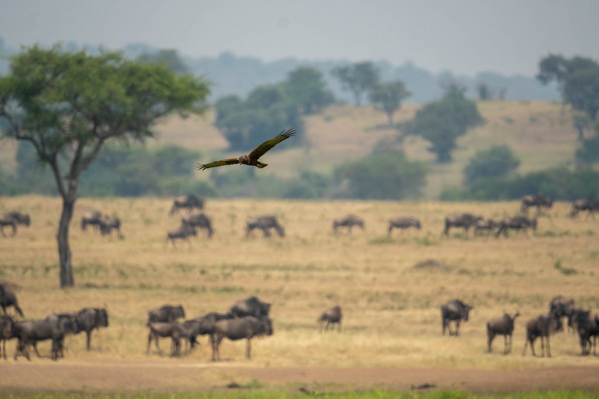 African Marsh Harrier - ML624165855