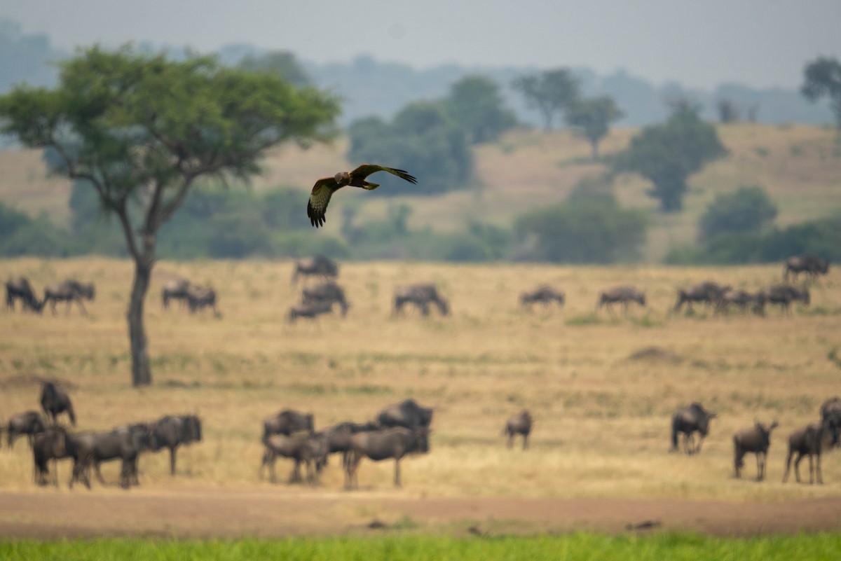 African Marsh Harrier - ML624165856