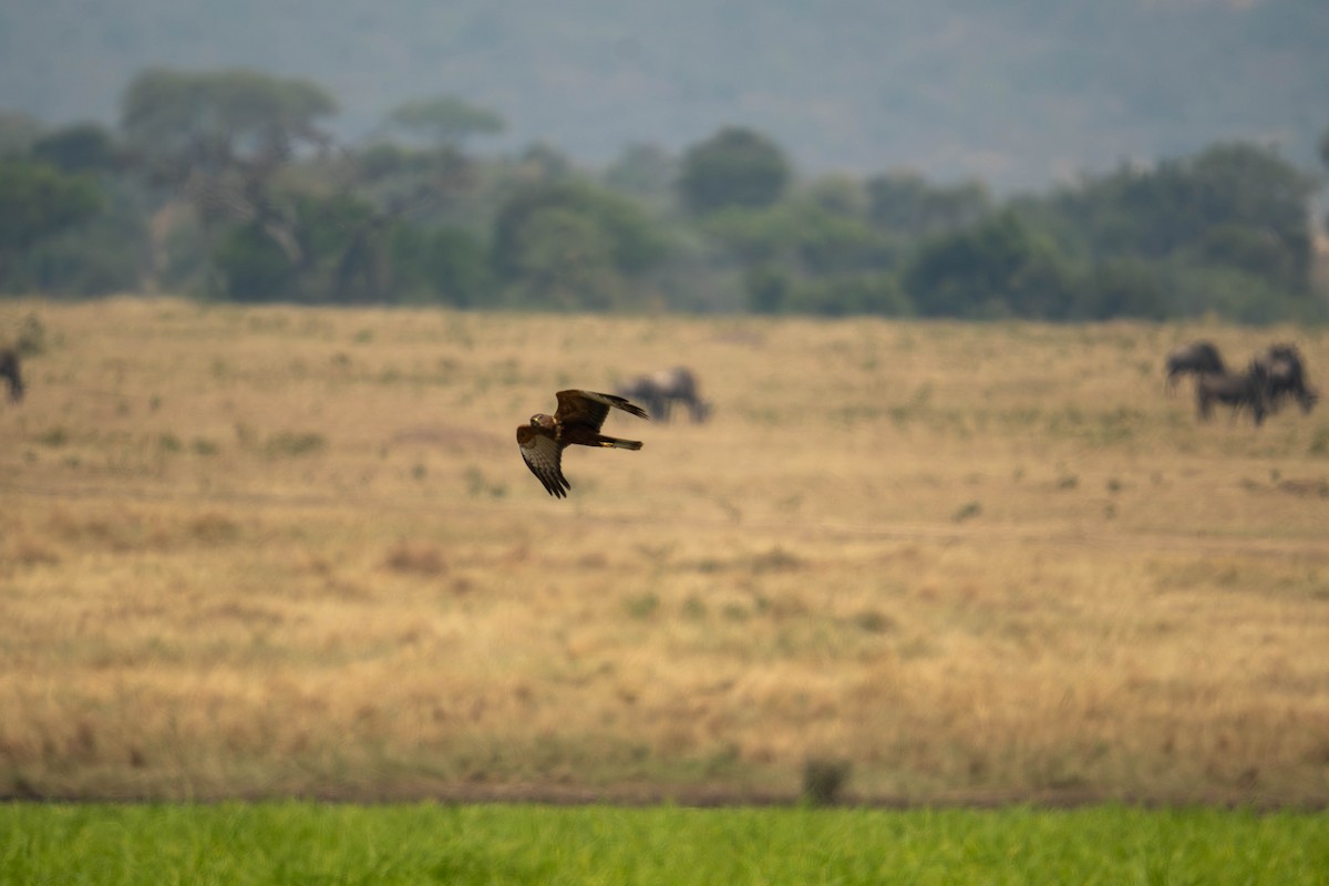 African Marsh Harrier - ML624165857