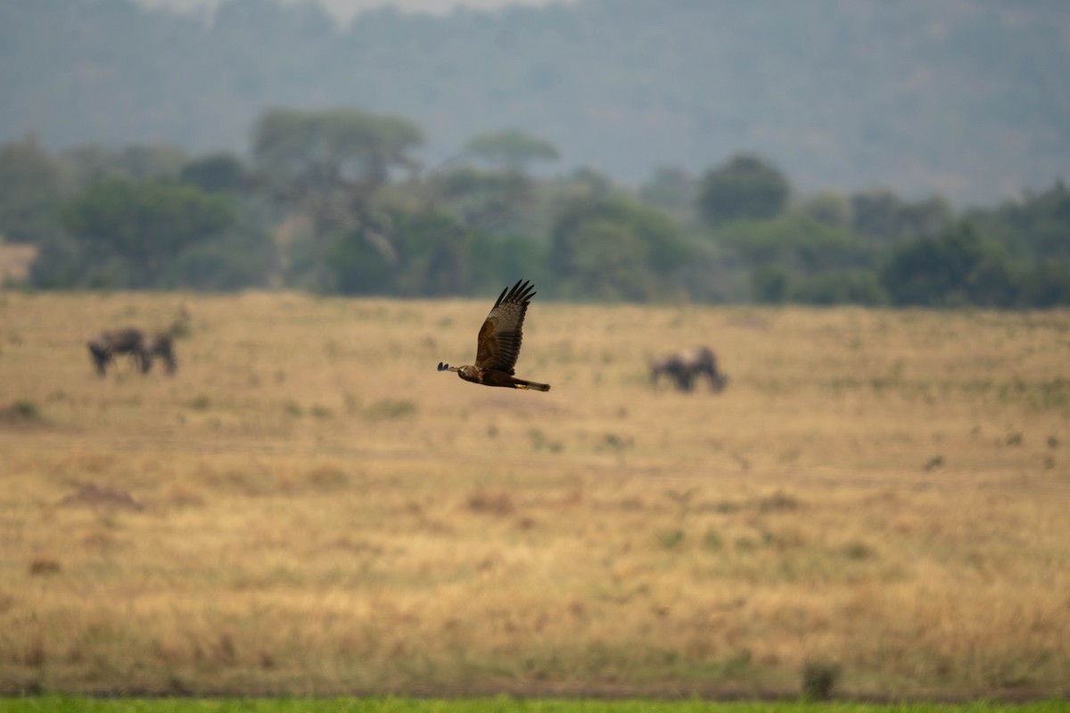 African Marsh Harrier - ML624165858