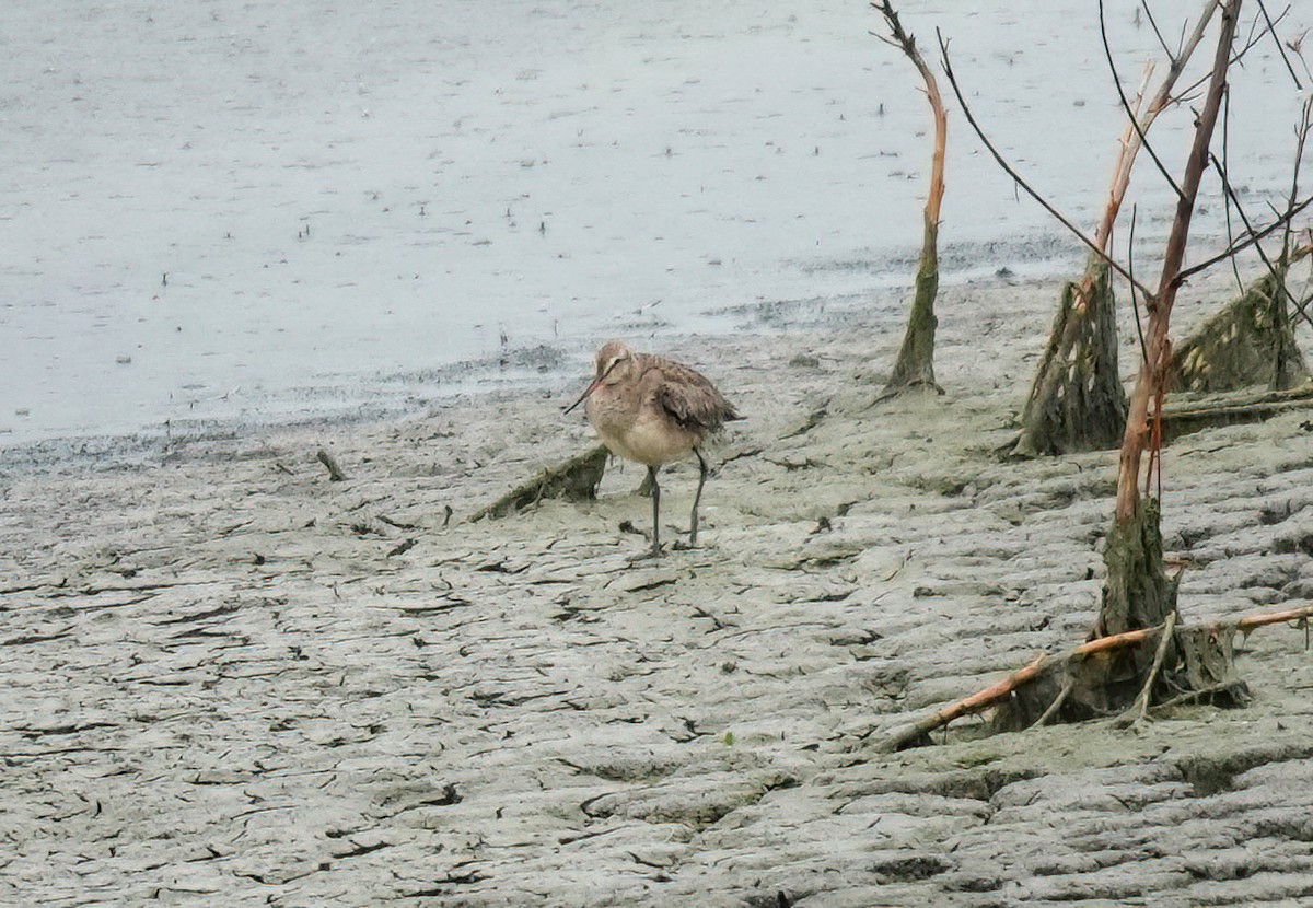 Hudsonian Godwit - ML624165874