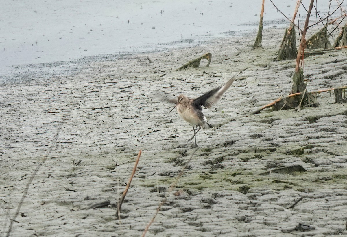 Hudsonian Godwit - ML624165886