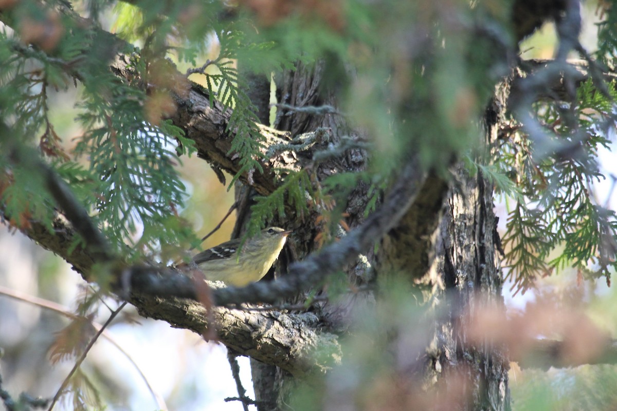 Blackpoll Warbler - ML624165899