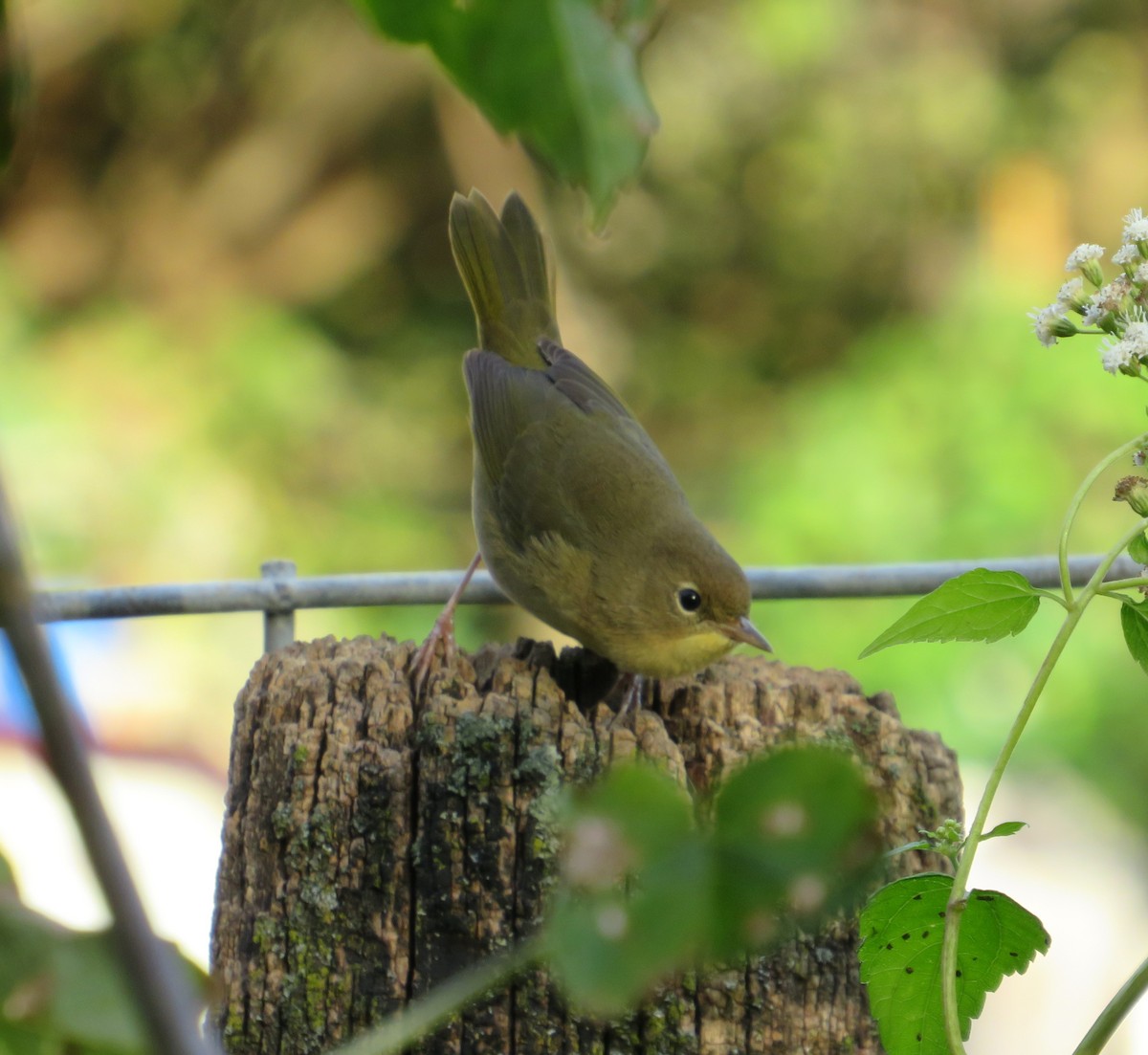 Common Yellowthroat - ML624165918