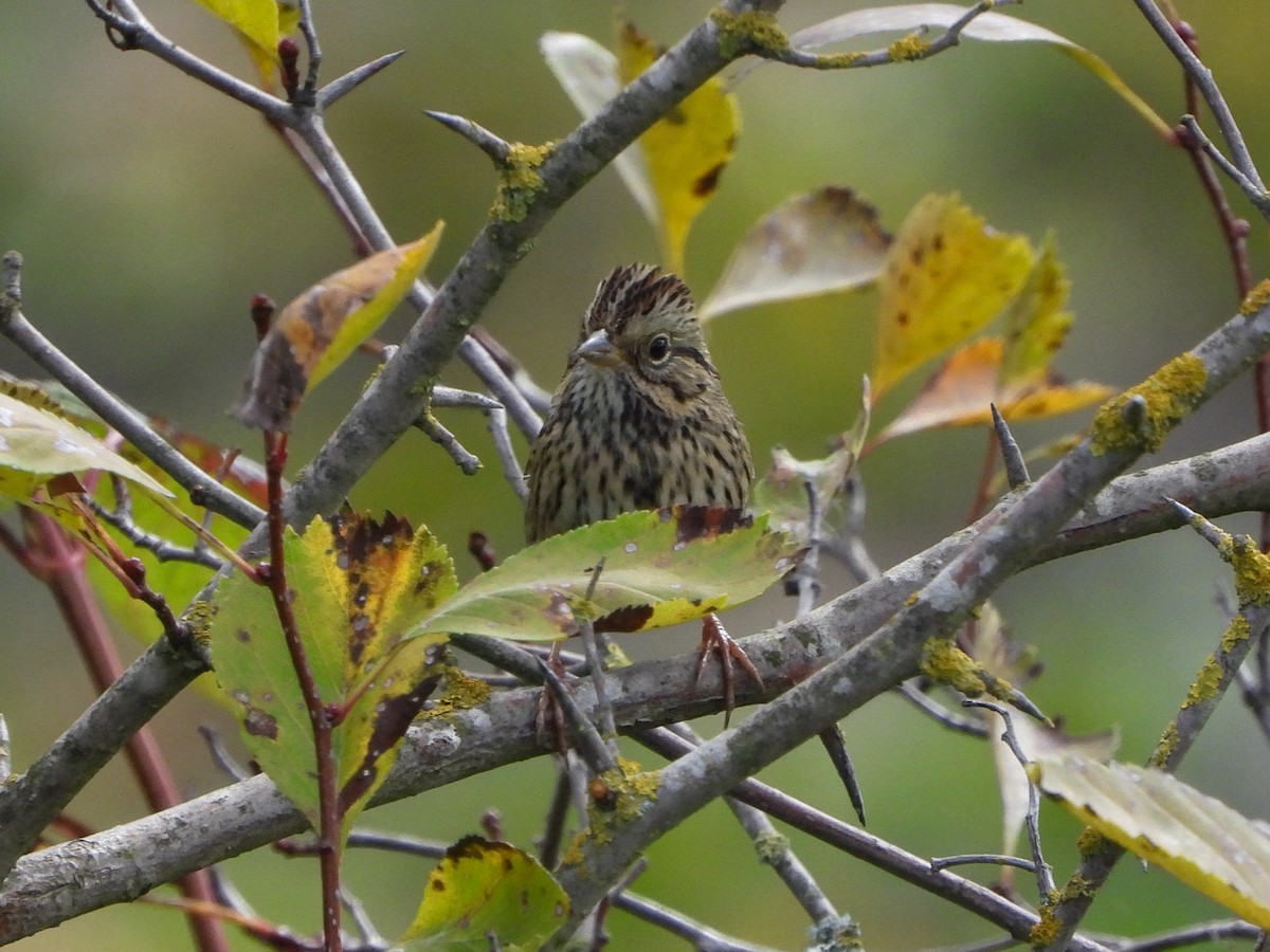 Lincoln's Sparrow - Justin Flint