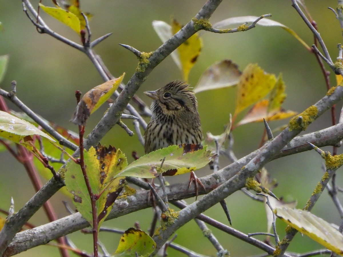 Lincoln's Sparrow - ML624165928