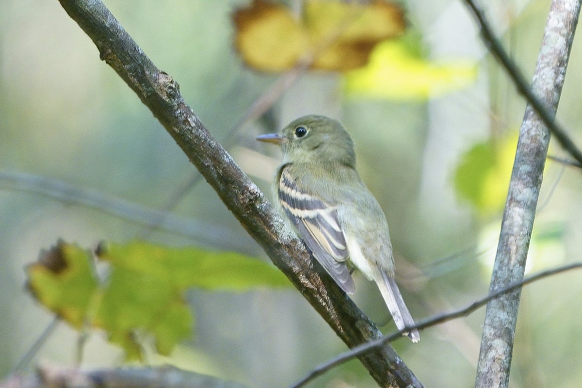 Empidonax sp. - ML624165954