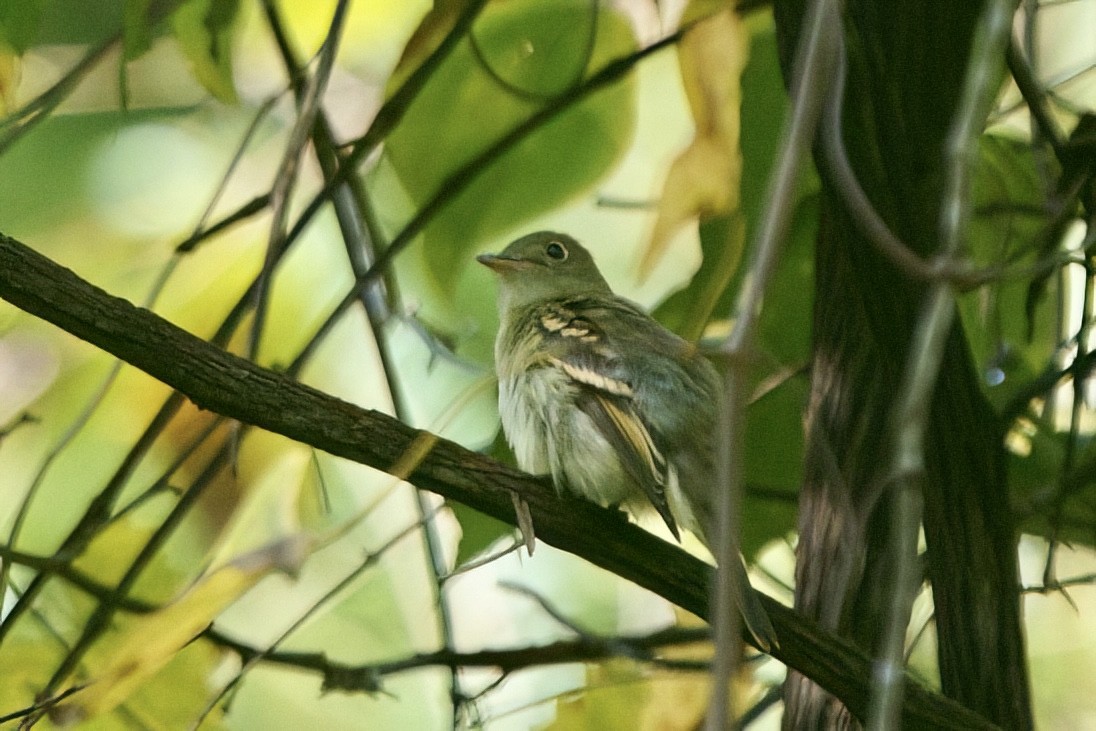 Empidonax sp. - ML624165955