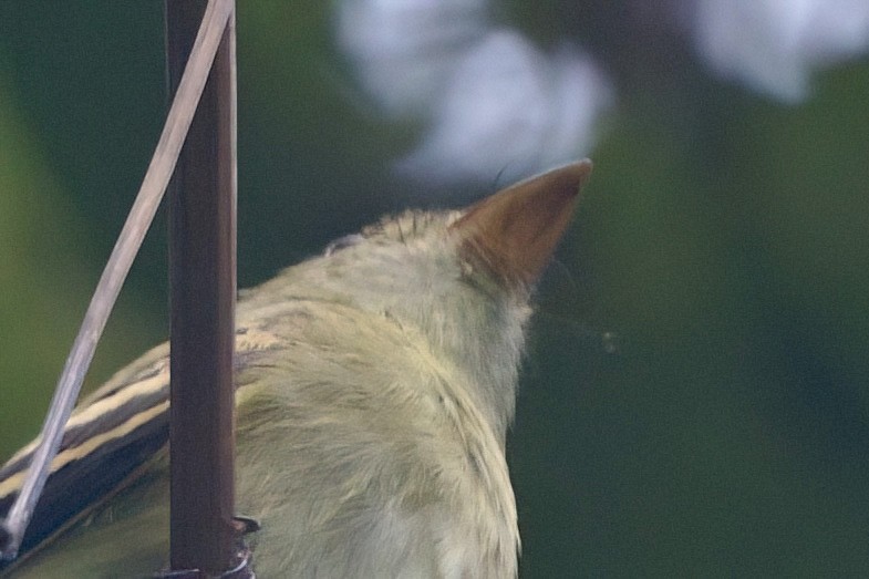 Empidonax sp. - ML624165956