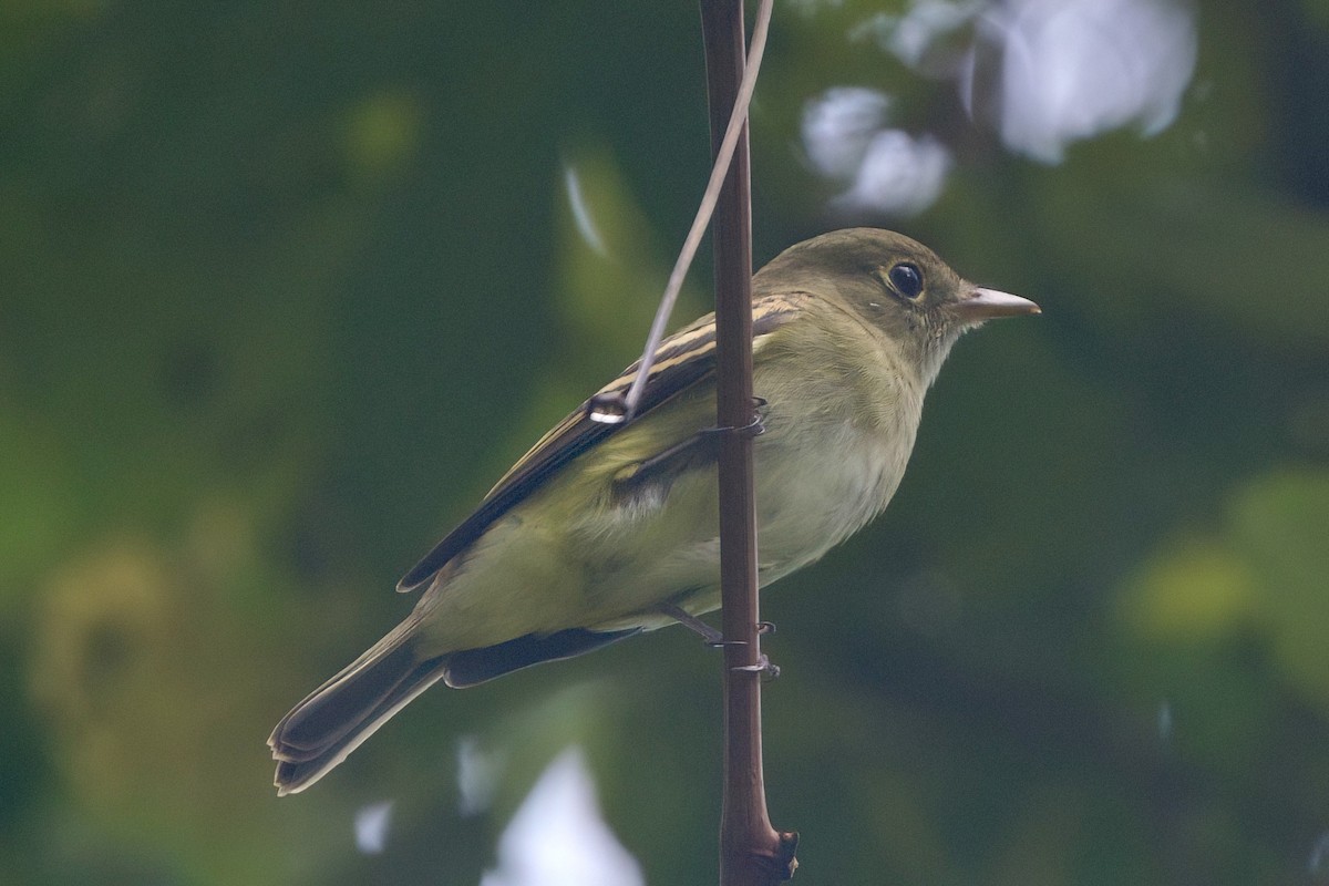 Empidonax sp. - ML624165957