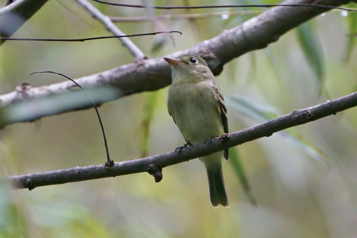 Empidonax sp. - ML624165958