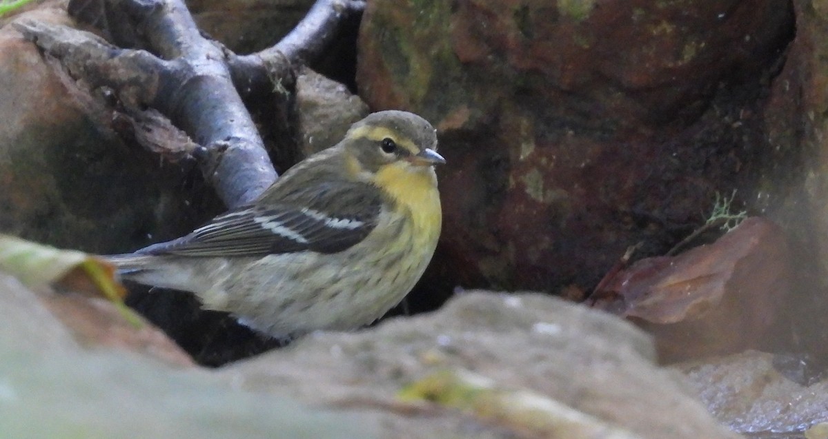 Blackburnian Warbler - ML624165964