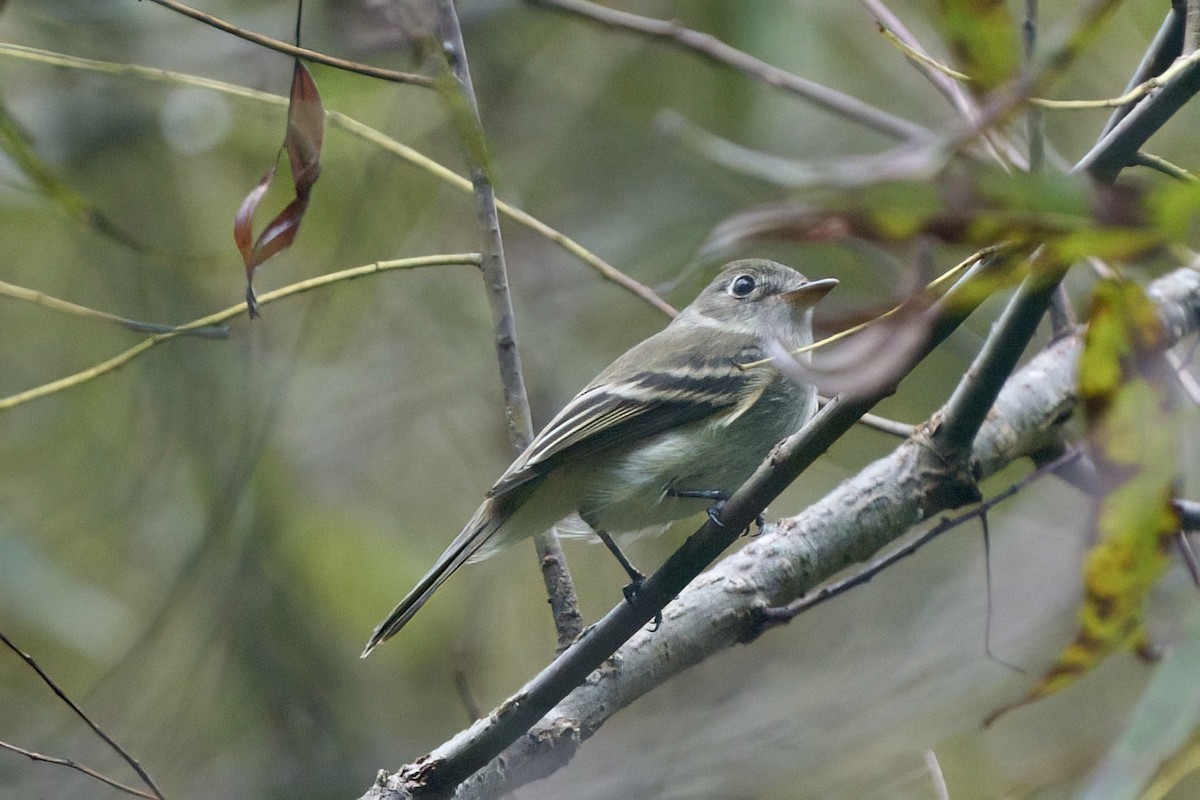 Least Flycatcher - ML624165969