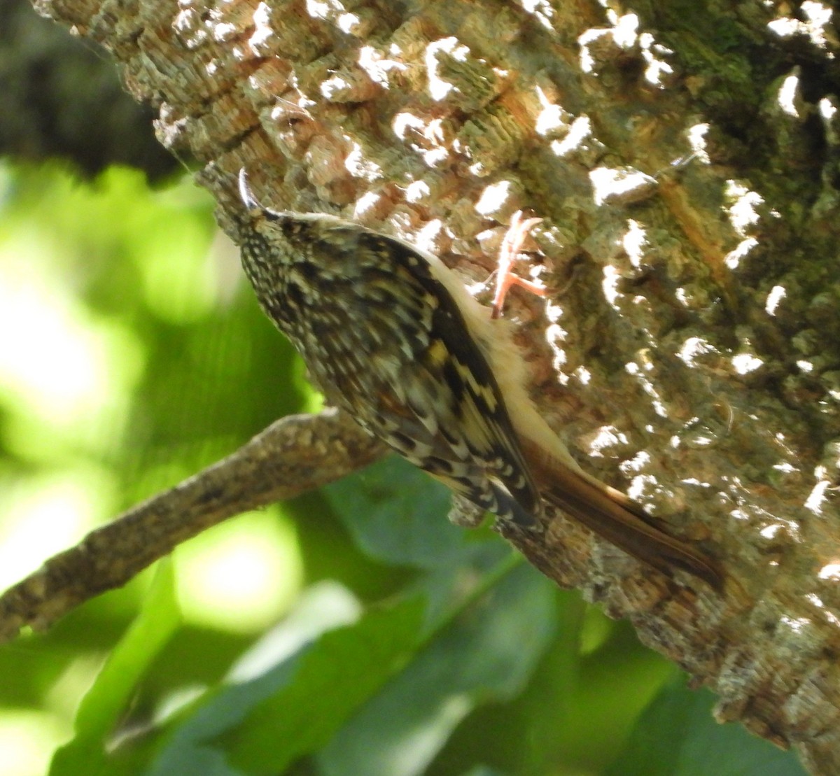 Brown Creeper - ML624165976