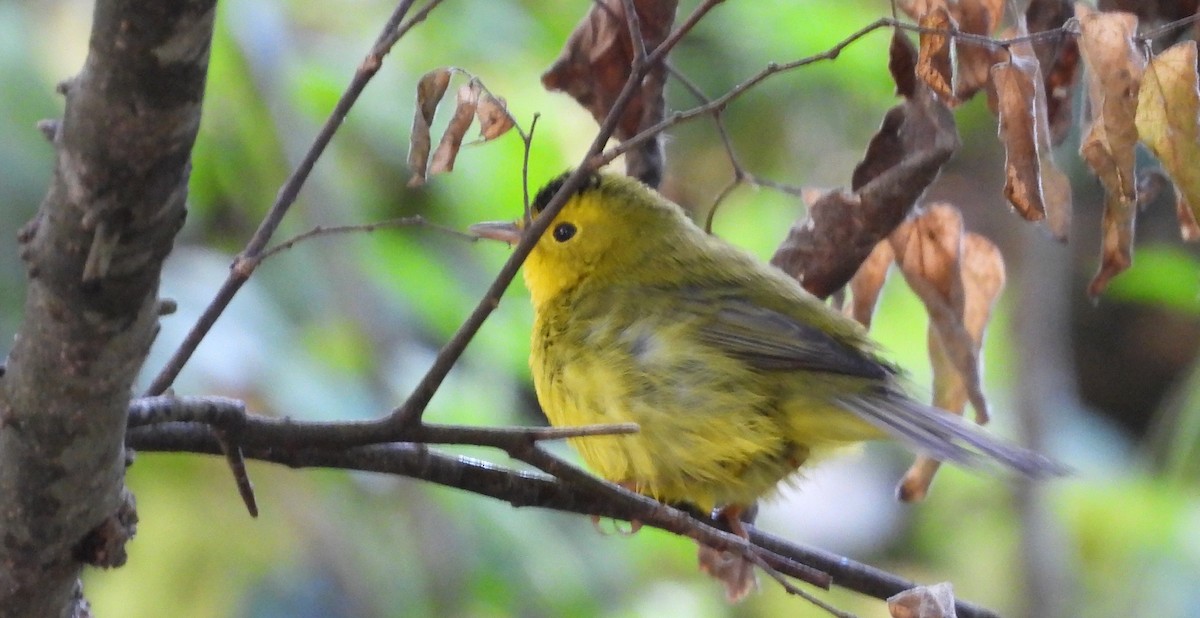 Wilson's Warbler - ML624165977