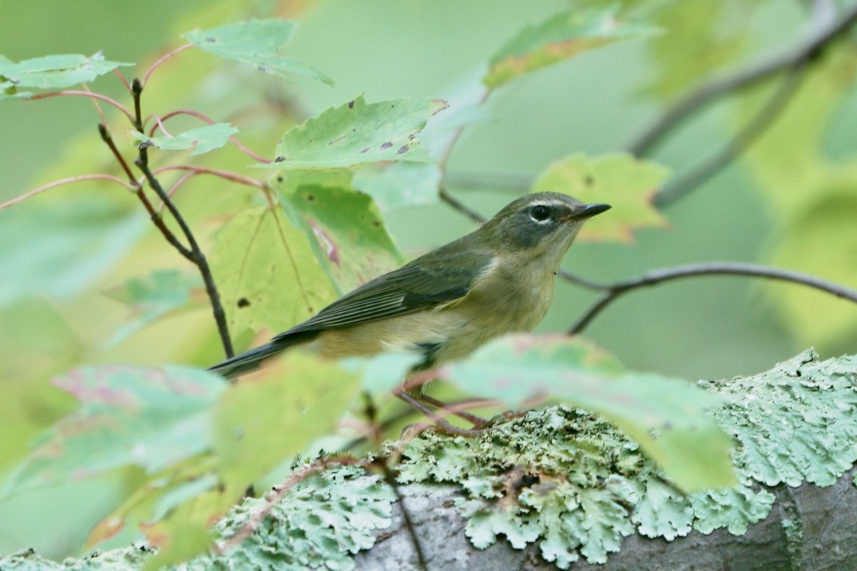 Black-throated Blue Warbler - ML624166004