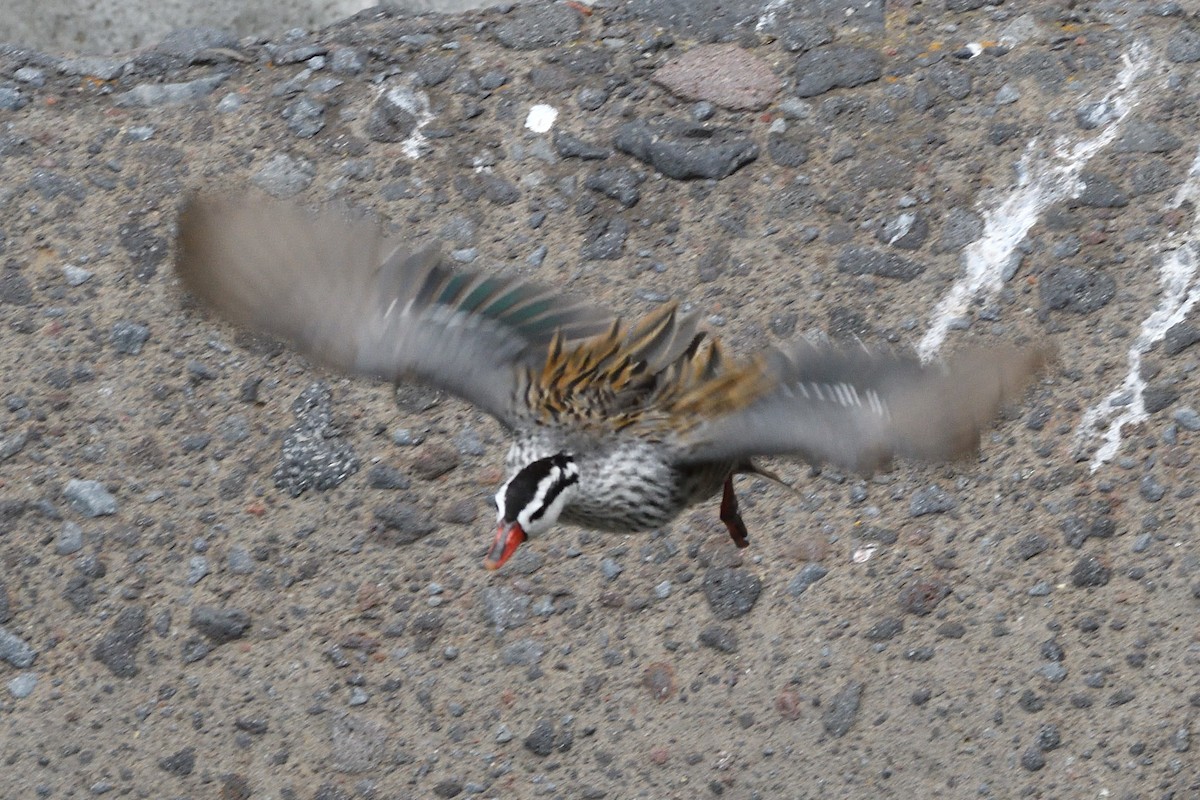 Torrent Duck - ML624166015