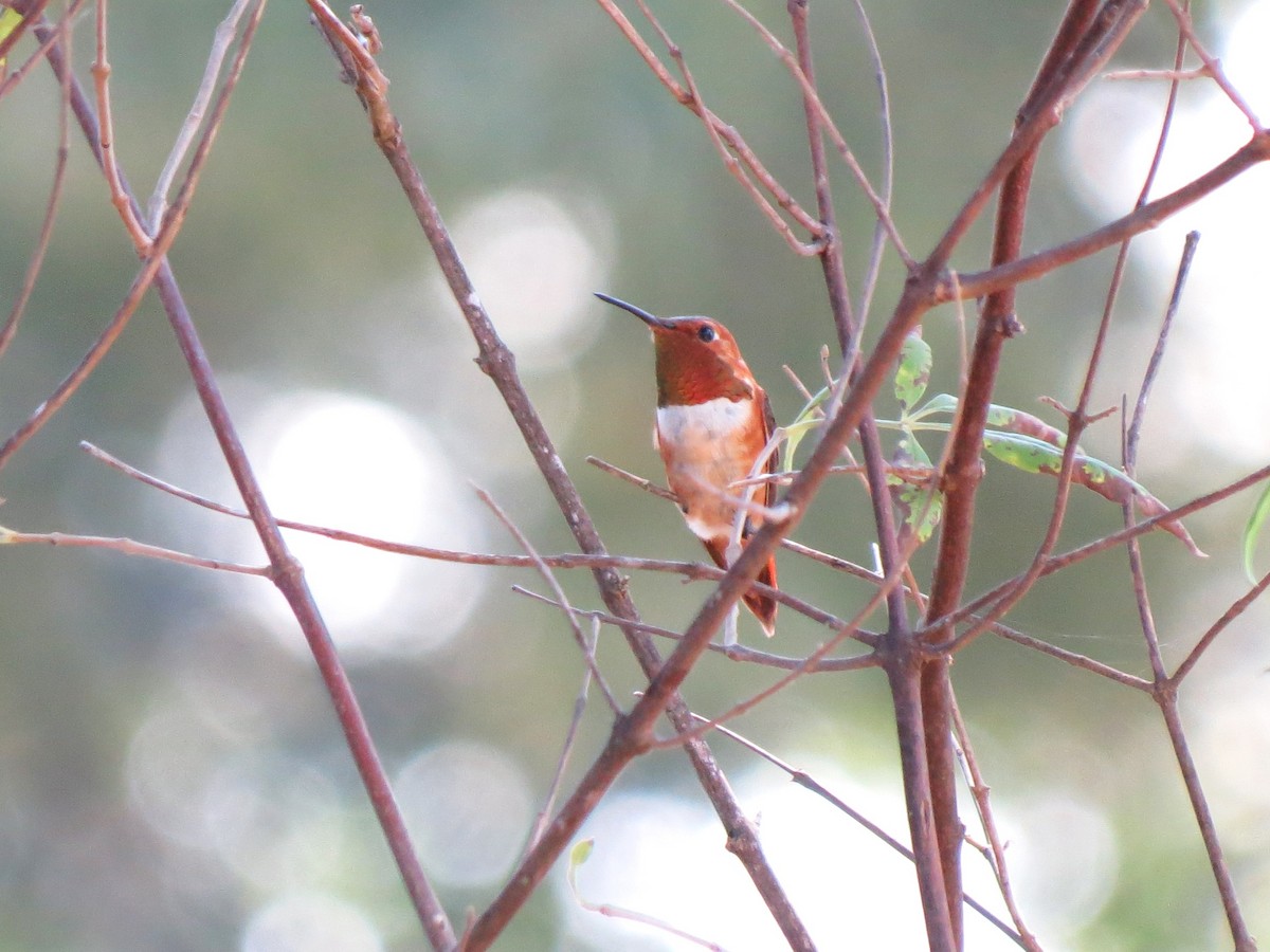 Rufous Hummingbird - Timothy Fennell