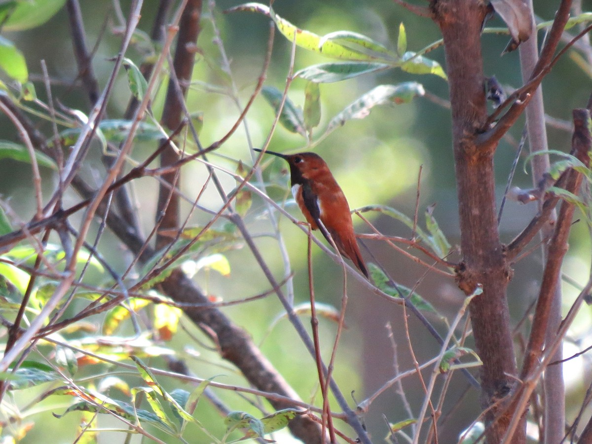 Rufous Hummingbird - ML624166027