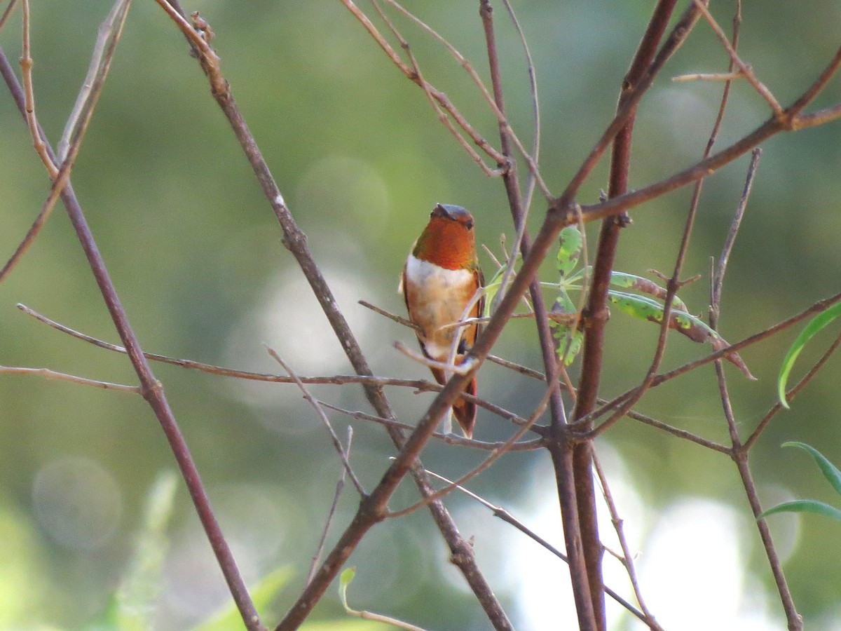 Rufous Hummingbird - ML624166031