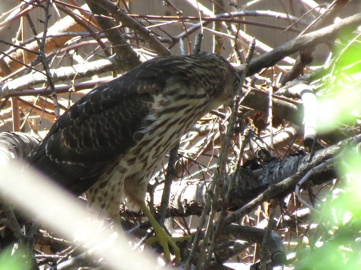 Cooper's Hawk - ML624166035