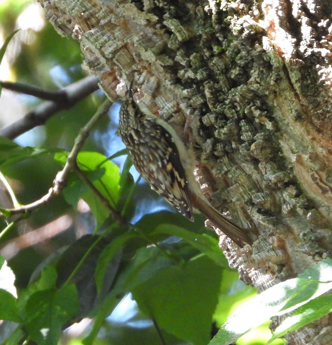 Brown Creeper - ML624166040