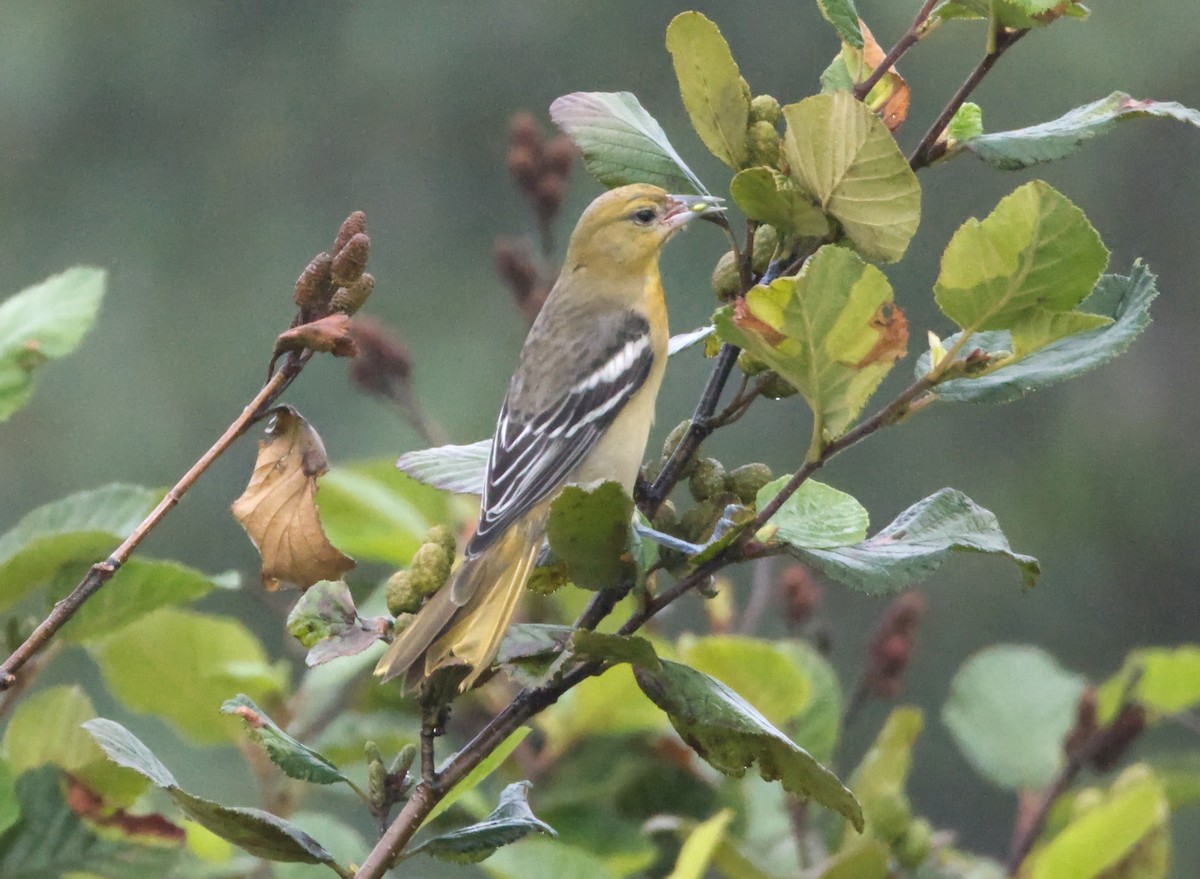 Oriole de Baltimore - ML624166051