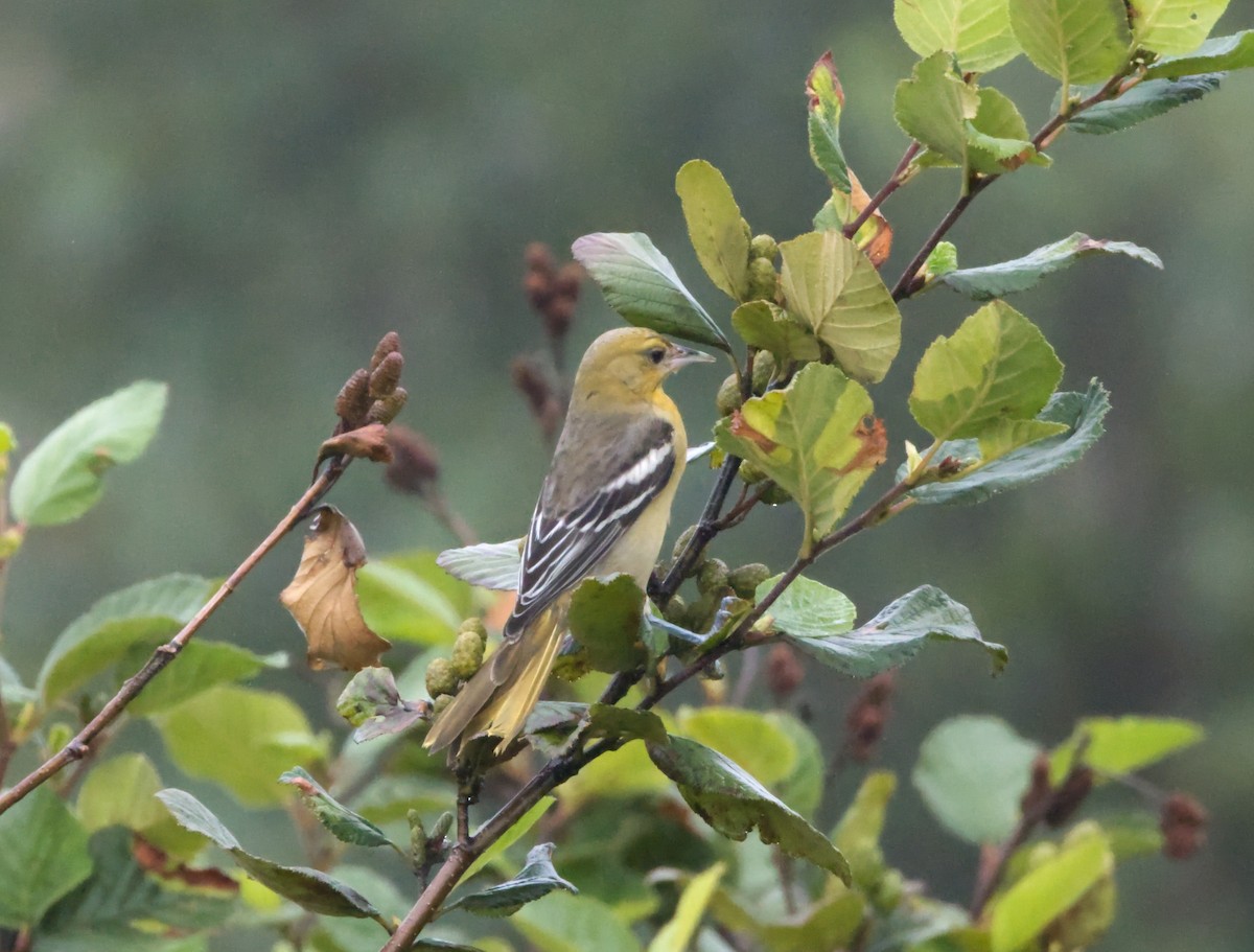 Oriole de Baltimore - ML624166052