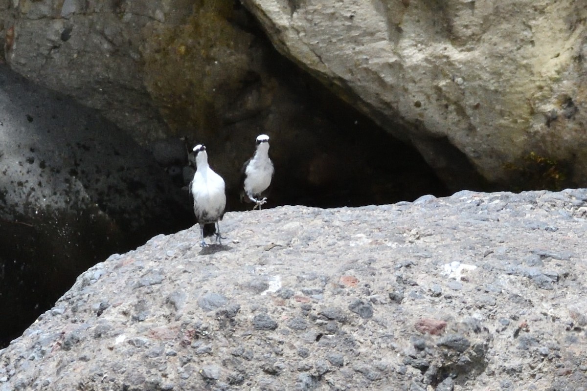 White-capped Dipper - ML624166067