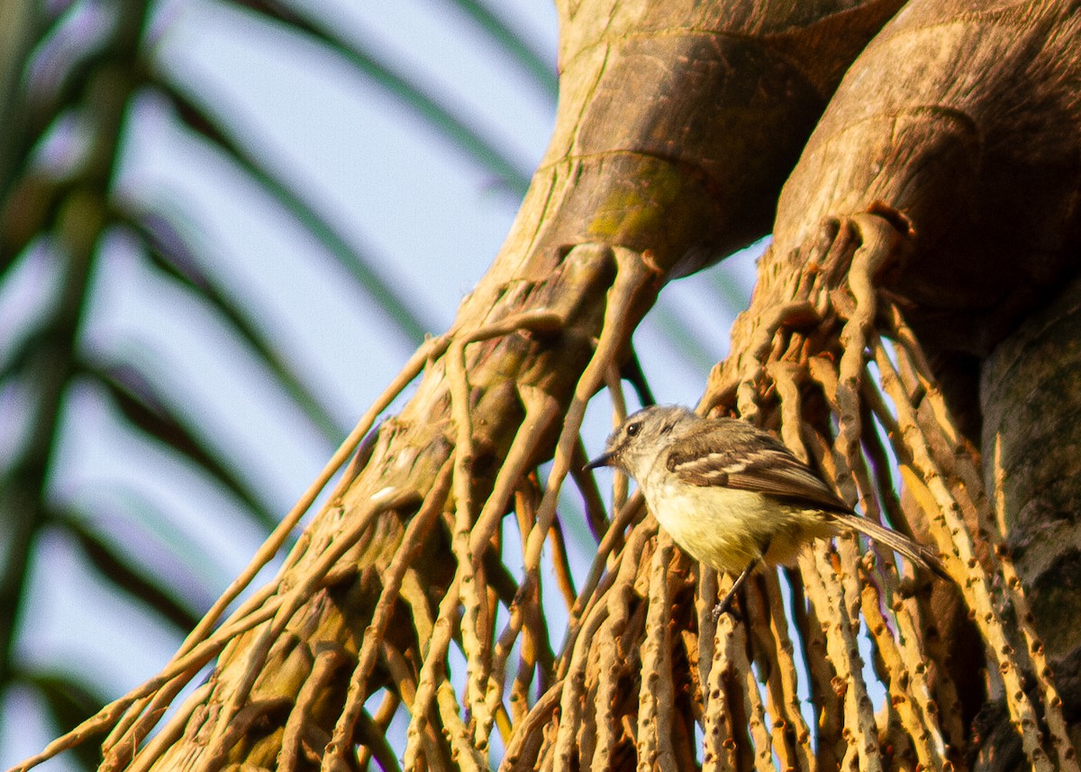 Planalto Tyrannulet - ML624166085